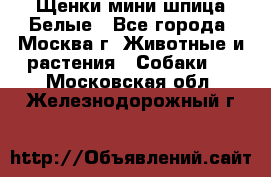 Щенки мини шпица Белые - Все города, Москва г. Животные и растения » Собаки   . Московская обл.,Железнодорожный г.